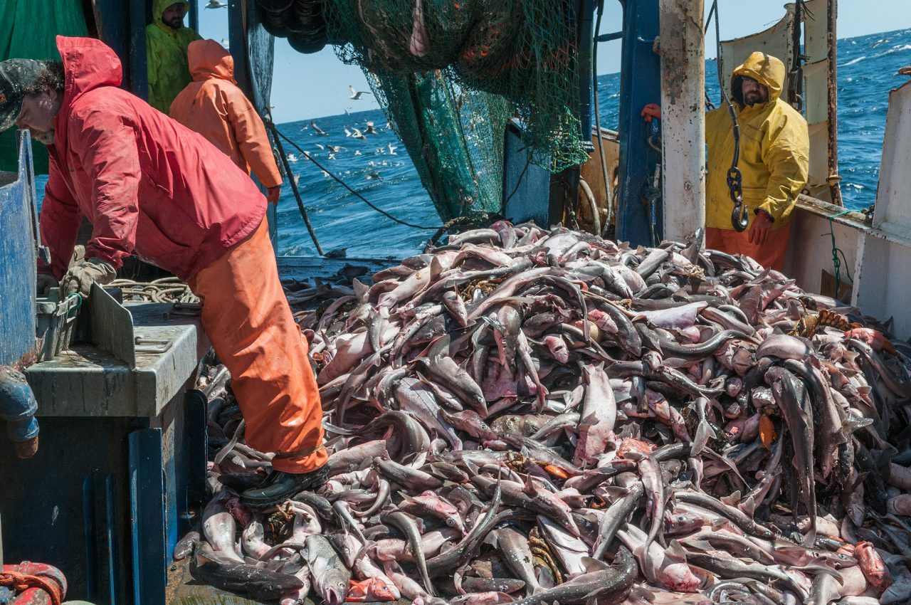 Overfishing and IUU fishing - One Ocean